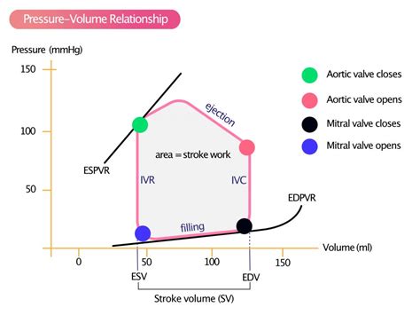 lv stroke|lv stroke volume 1 p.